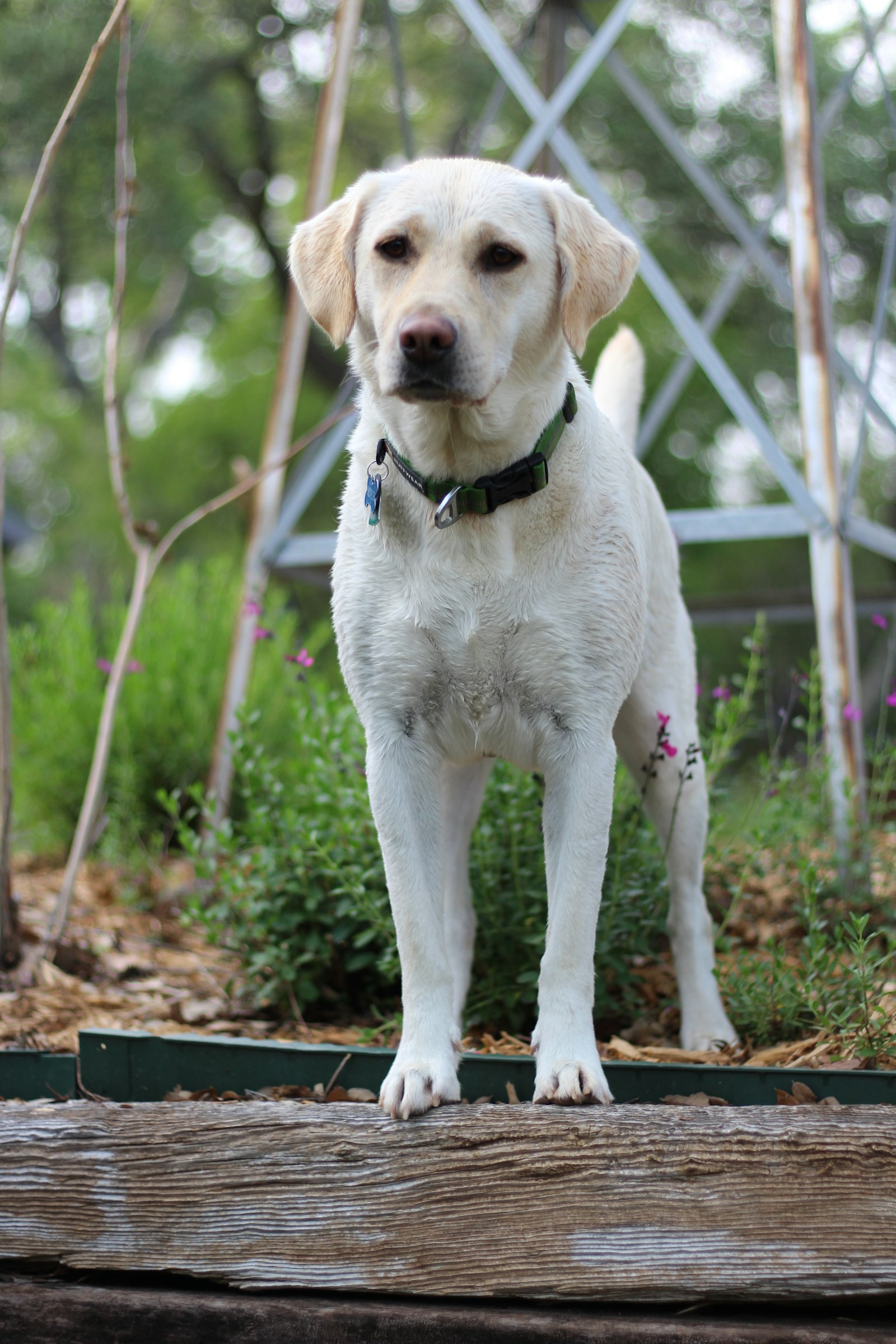 Cream Labrador standing