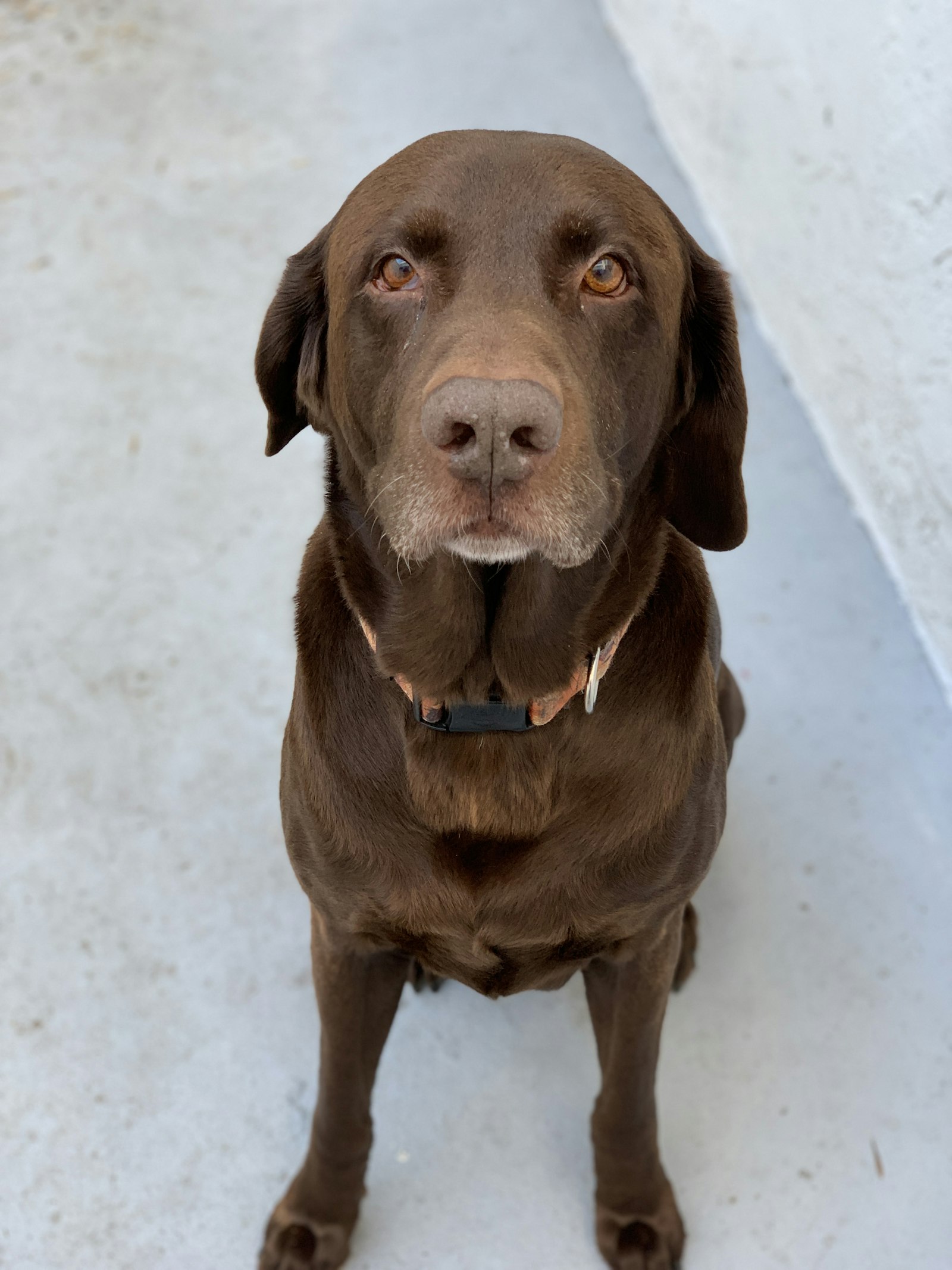 Chocolate Labrador