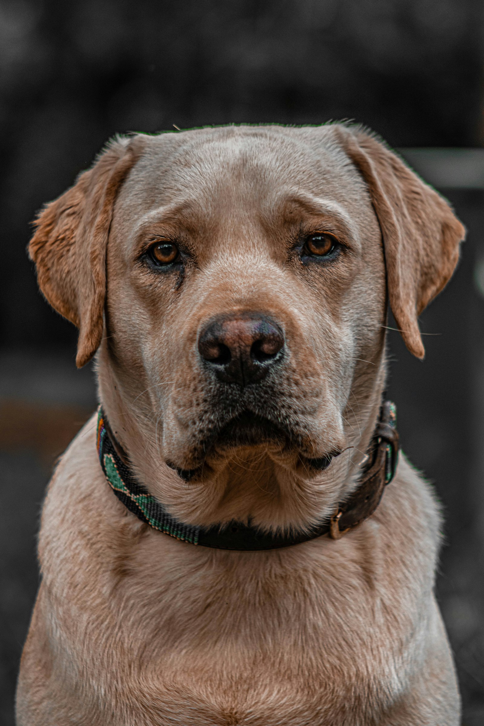 Fox-red Labrador head study