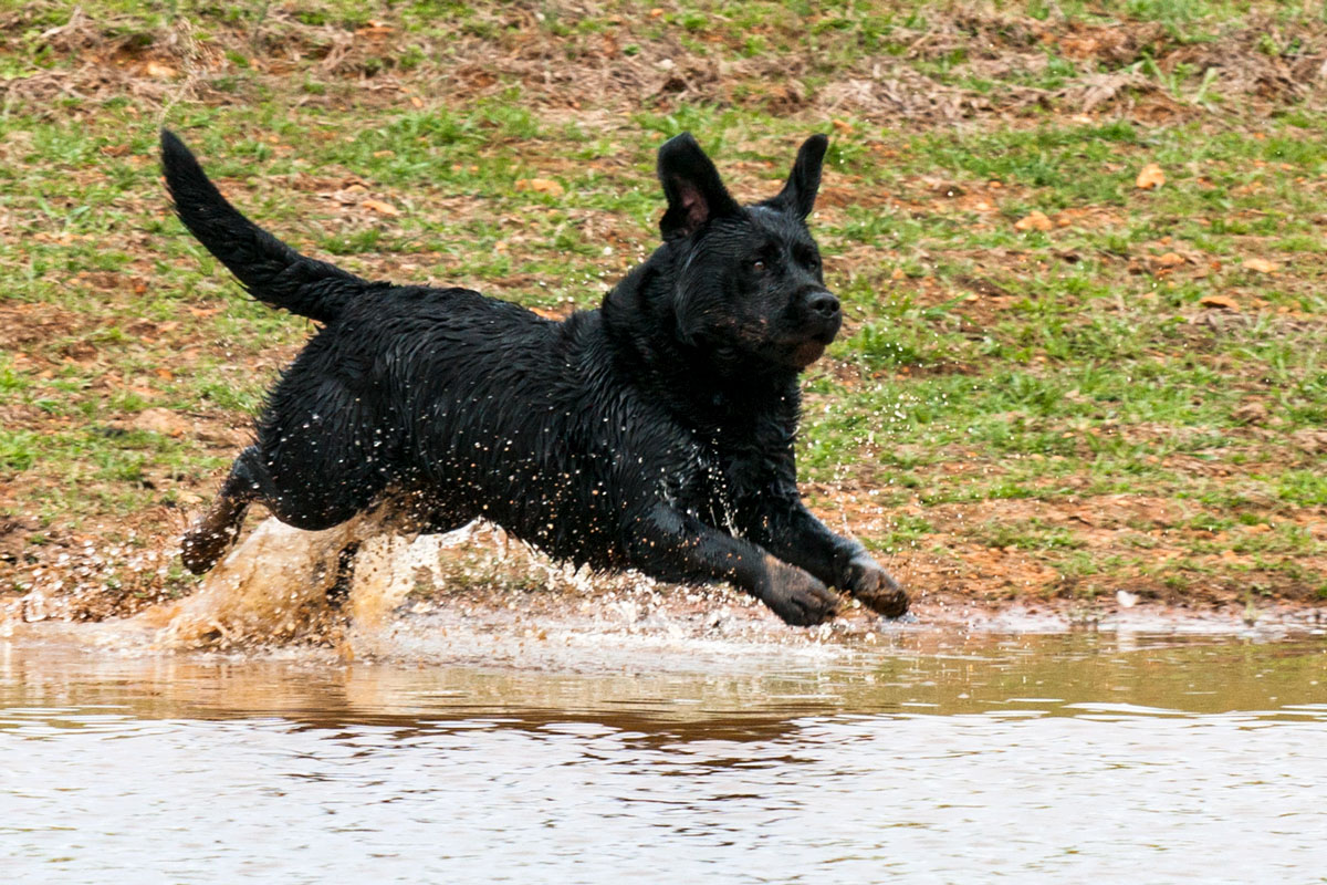 Cain retrieving