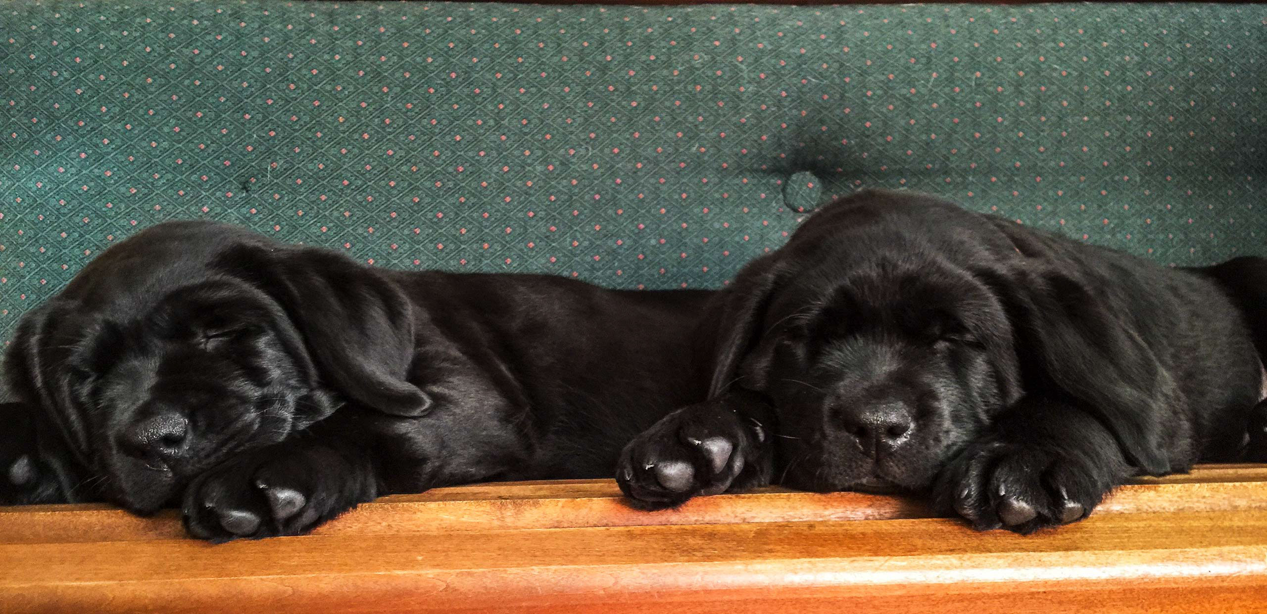 Twin River puppies