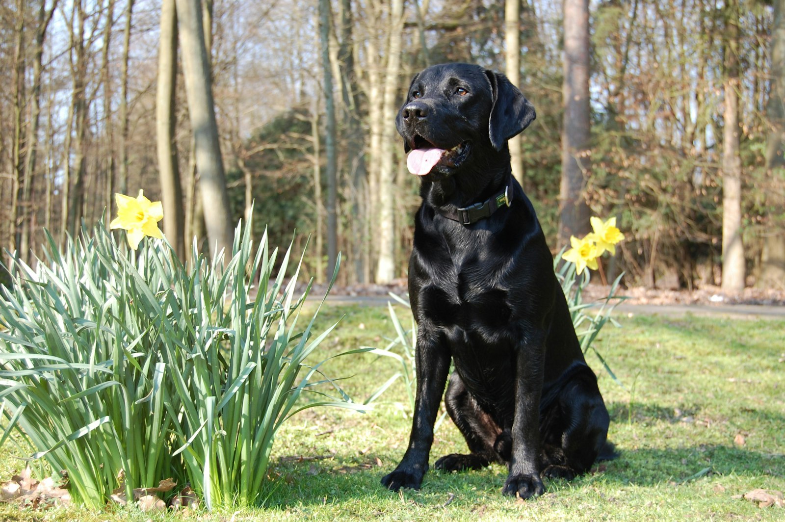 Black Labrador